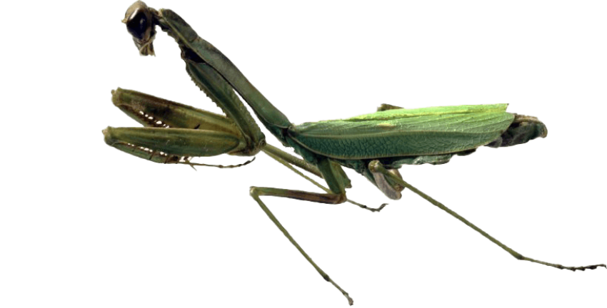 Download Free Mantis PNG Image Transparent Background