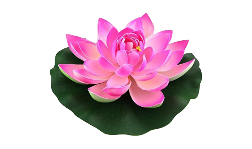 Lotus plant icon PNG & SVG Flower Image