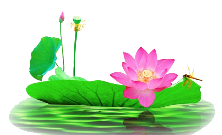 Lotus PNG image On Transparent Background