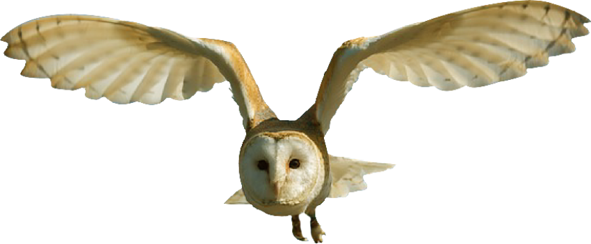 Beautiful Owl off white and light brown colour texture flying in the air with open wings isolated on transparent background png free download