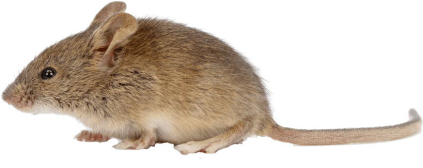 Royalty Free Animal Of Transparent Mice PNG Photo