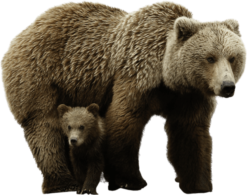 Free Animal Large Bear With Litter Baby PNG Transparent Photo Free download
