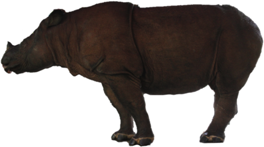 Silhoutte PNG Rhinoceros On Transparent Free Download