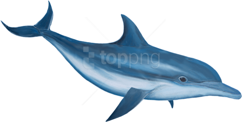 Fresh Water Animal On Oceanic Dolphin PNG Free download