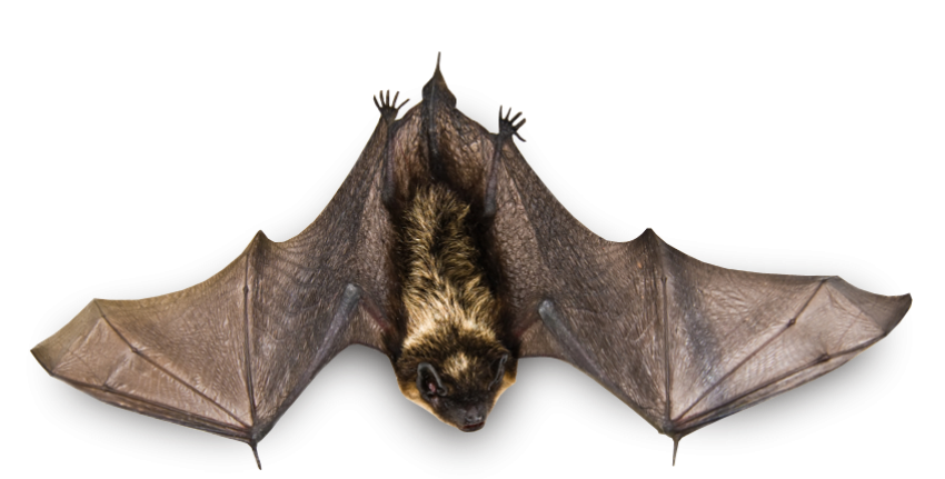 Bats download logo without background