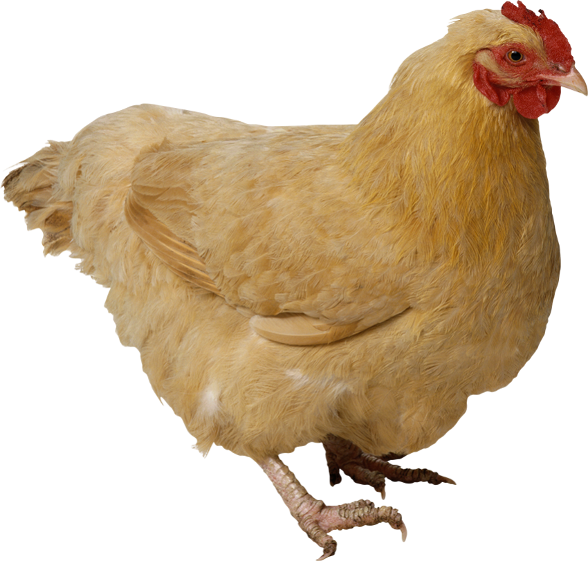Off white hen chicken PNG free download