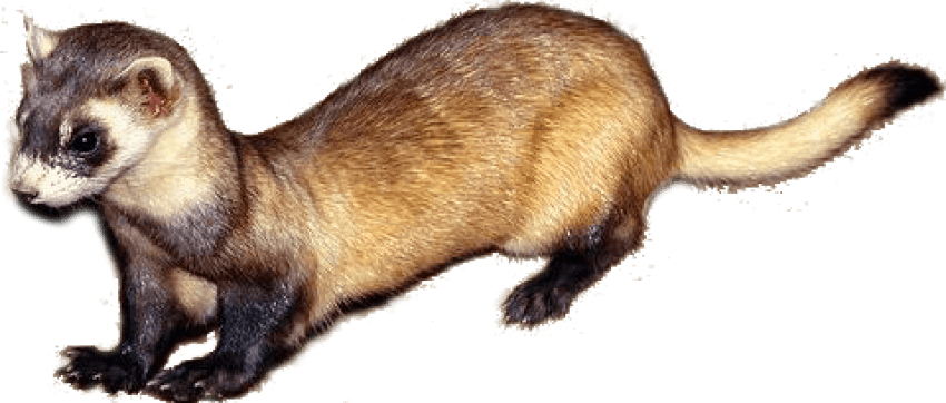 Weasel Image PNG Sticker