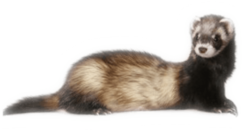 Weasel Ferret  PNG Hamster Photo Free Download