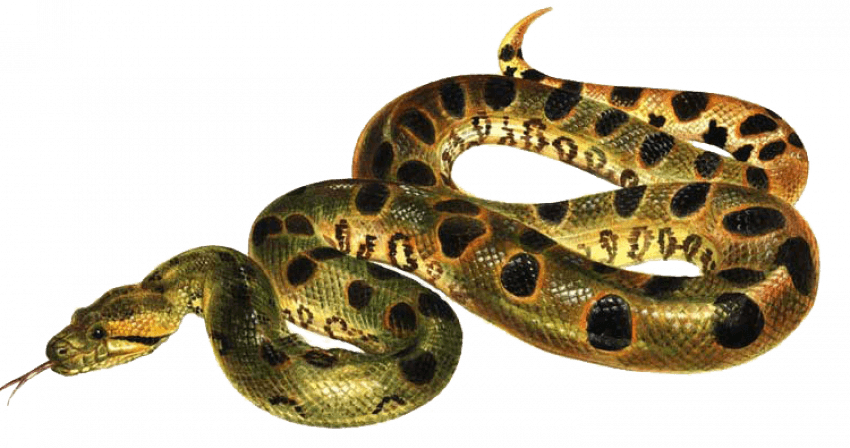 Anaconda PNG Wallpaper Free Transparent