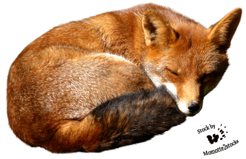 Arctic Fox PNG Sleeping Image Free Transparent background