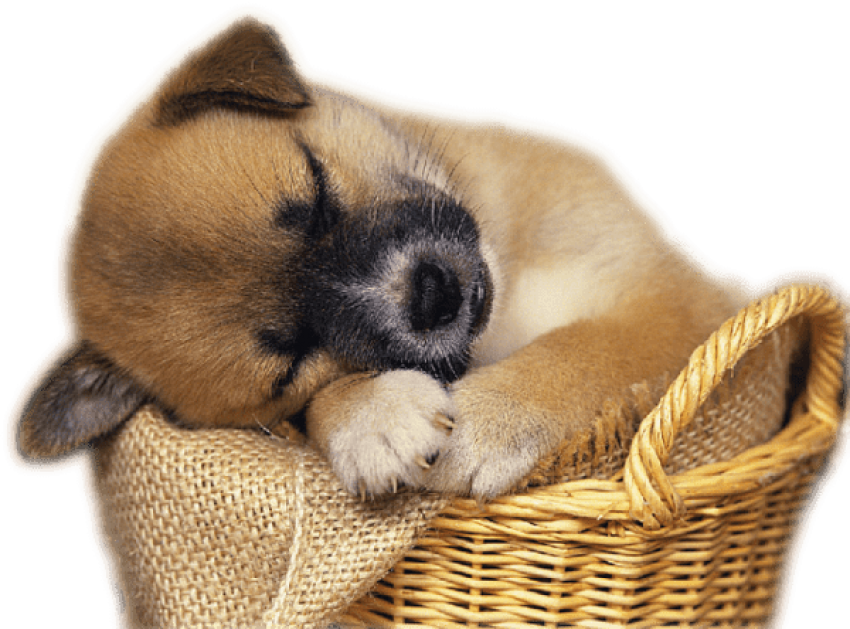 Sleeping Puppy on Basket PNG Image