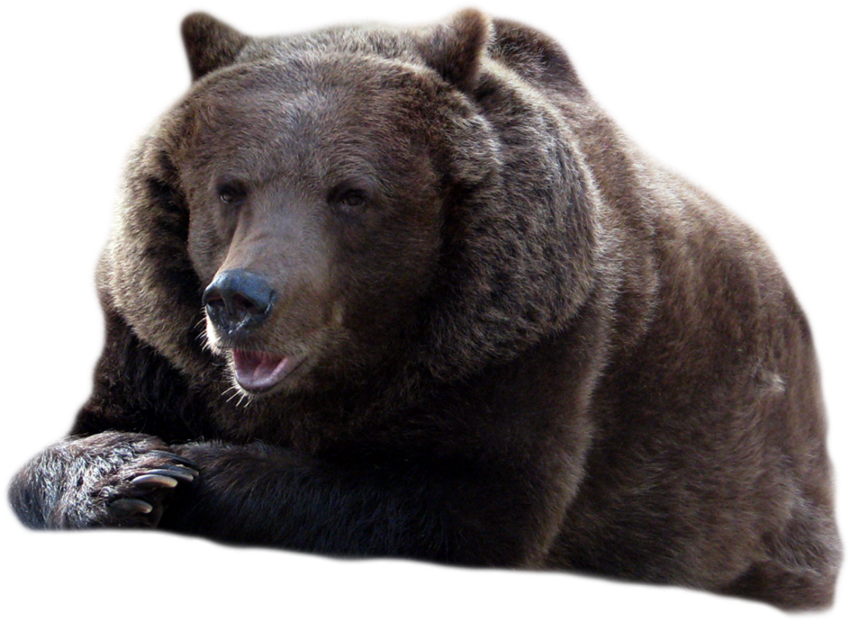 Bear PNG Clipart Best Stock Image PNG Free Download