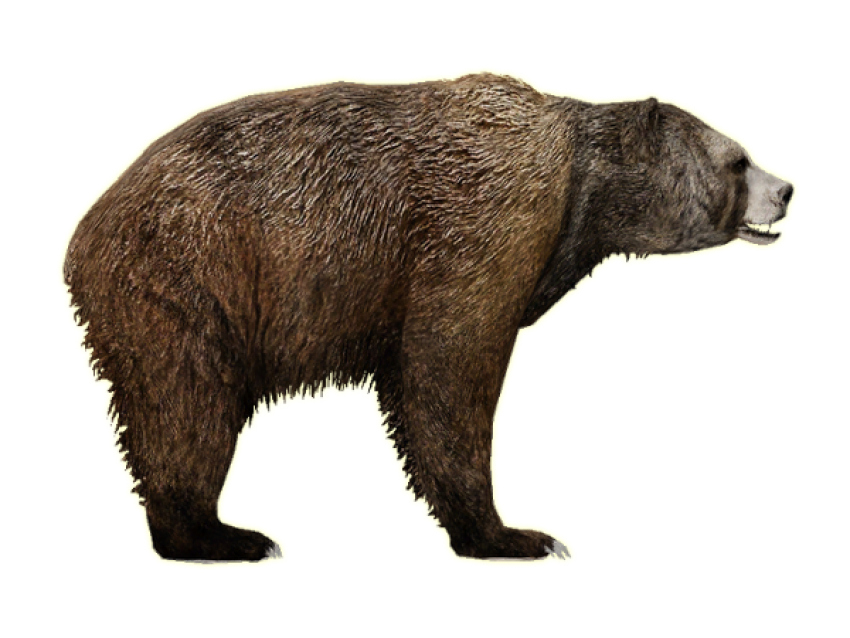 HQ Realistic Bear Photo PNG Transparent Free Download