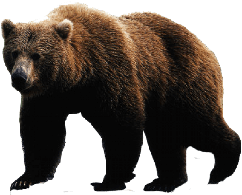 Bear PNG Image Transparent HD ClipArt Photo Free Download