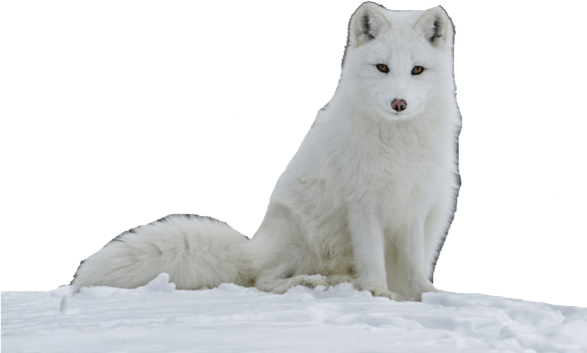 Download Snow Arctic Fox PNG Picture Free Transparent