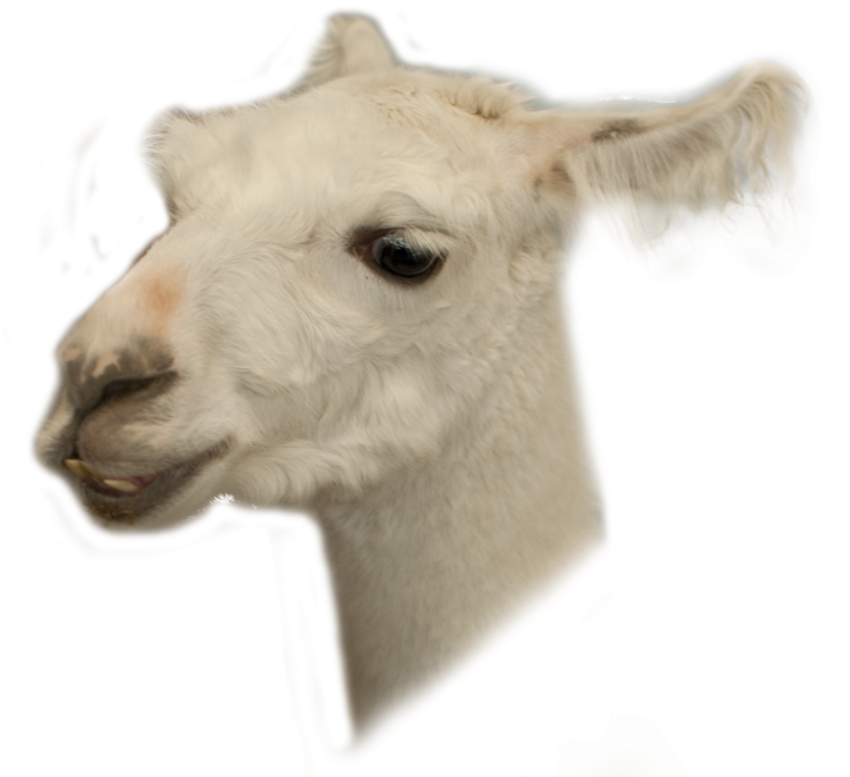 Illustration Llama Face PNG Picture Free Transparent