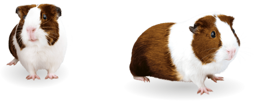 Guinea Pig PNG Care Sheet Image Free Transparent