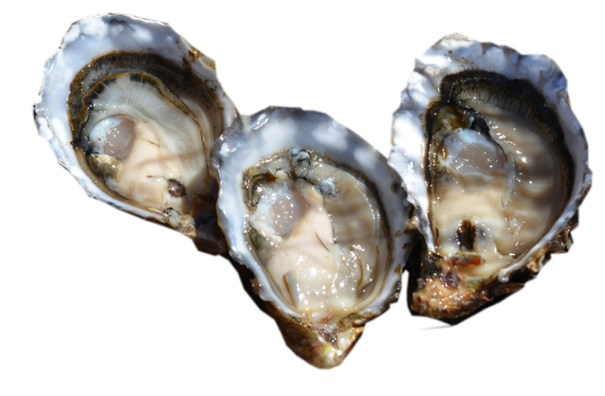 RAW Stock Isolated Three Pacific Oyster PNG Image free Download