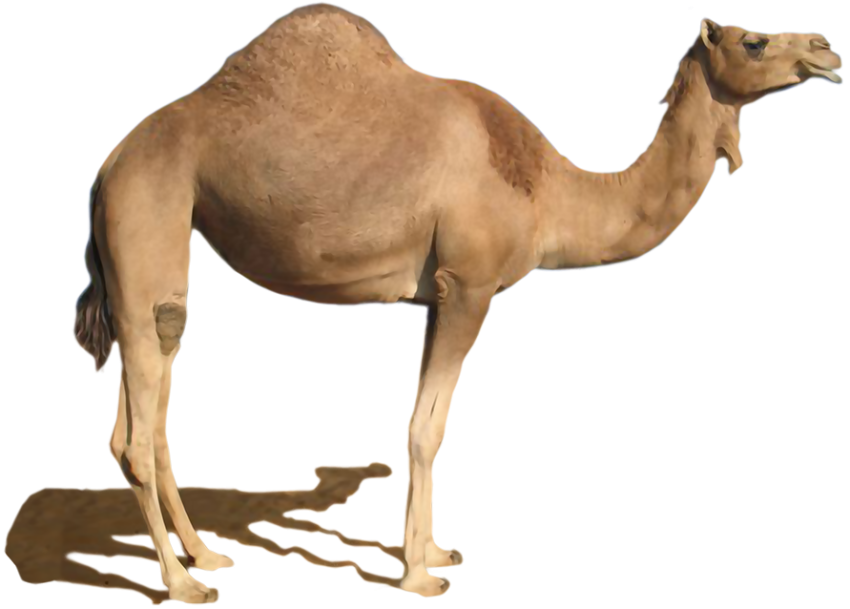Camel png free download with shadow