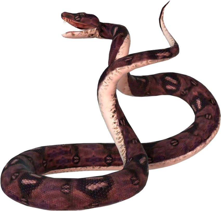 Anaconda Snake White stock Photo PNG Royalty Free Download