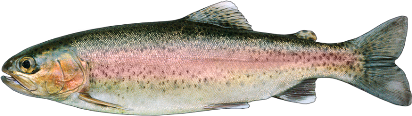 Rainbow Trout PNG Stock illustration Pic Download Free