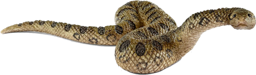 Snake Reptile & Anaconda PNG Free Image