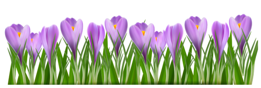 PNG Free Download Green Gass & Purple Flower Transparent