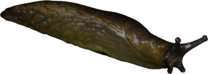 Slug PNG Isolated Image With transparent Free Download