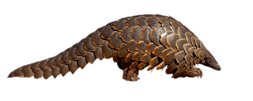 Pangolin  Aardvark Wildlife PNG image with Transparent