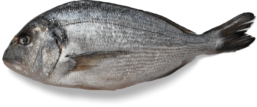 A Gray And Silver White Fish With Open Black Eye,Sea Fish With Black Tail,HD Fish Photo Free Download PNG Image,Transparent Background