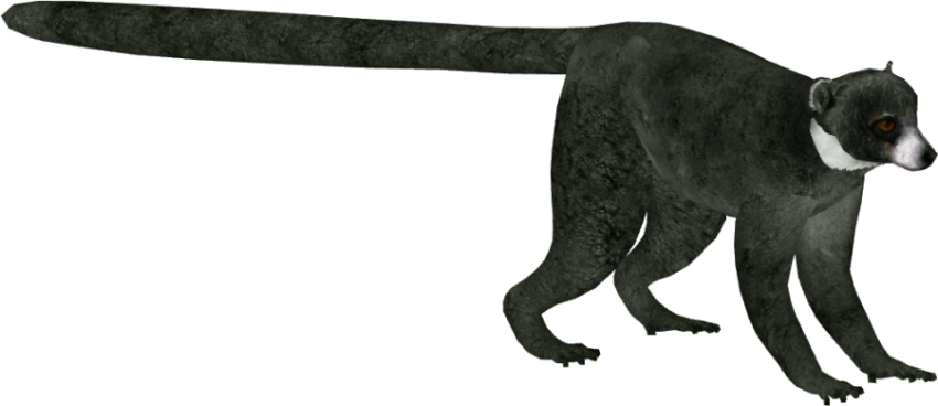 Mongoose with Long Tail PNG image Free Transparent