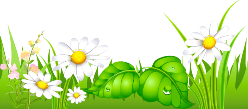 Grass Flowers PNG Image Free Transparent