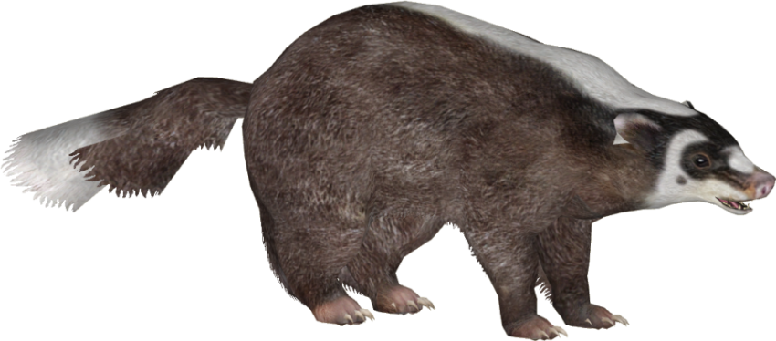 Transparent Animal PNG Badger Image Free Download