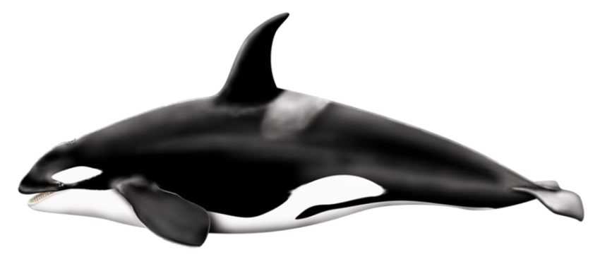 Transparent Free Animal Of Orca PNG Whale Image