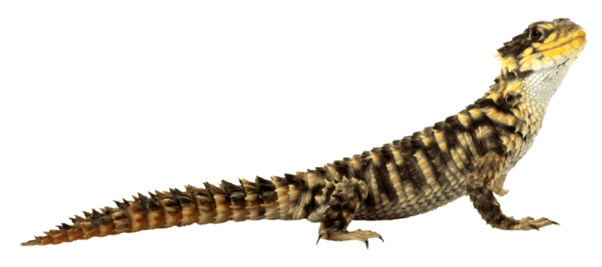 HD Worm Lizard PNG Clipart Image