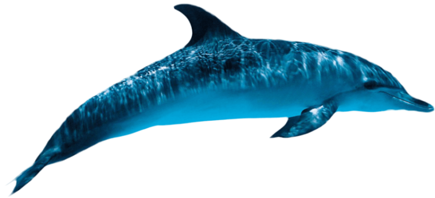 Transparent HD Oceanic Dolphin PNG Picture Free Download