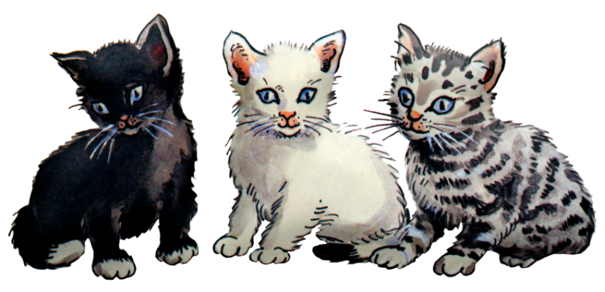 Cute Cat Kitten Baby Pair PNG Image Free Download