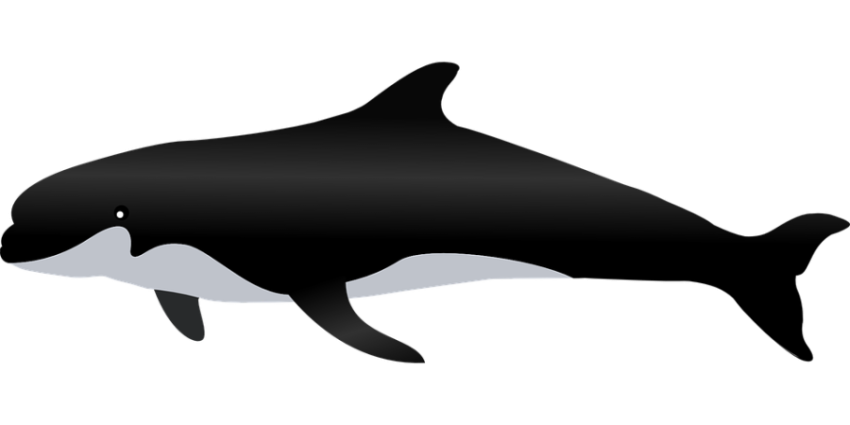 Killer whale fish png free download