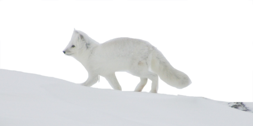 Snow Arctic Fox PNG Image Free Download