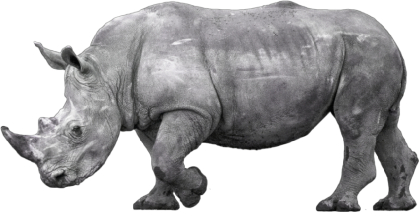 National Zoo Rhinoceros PNG Image On Transparent