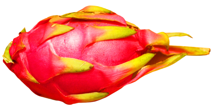 Free Download Big Pitaya Fruit Dragon Fruit Food Fleshed Pattern Line Fruite Vector Art PNG Image Free Download
