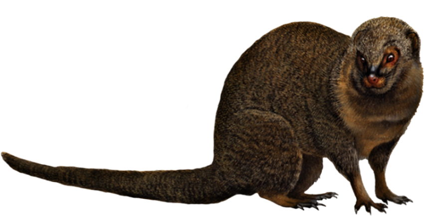 Nosed Mongoose PNG Picture Download Free