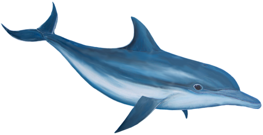 Blue Dolphin fish hd png free download