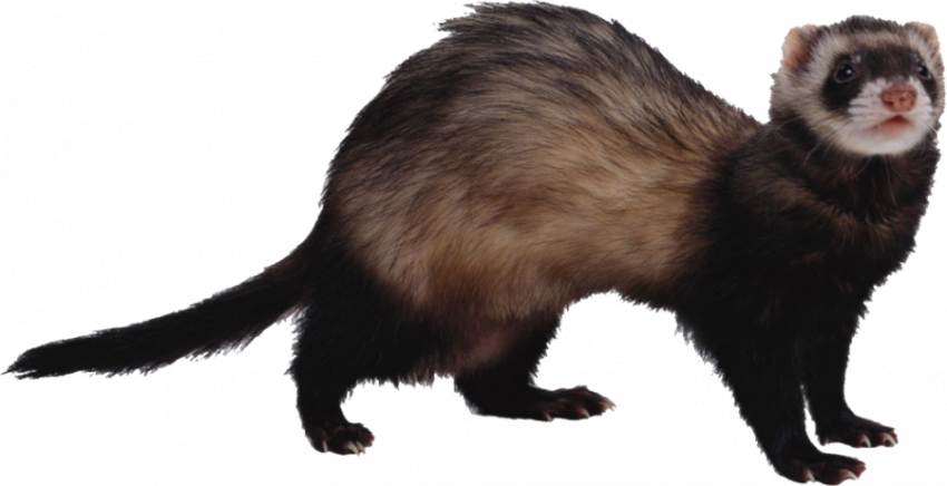 Ferret Weasel PNG  Image Free Download