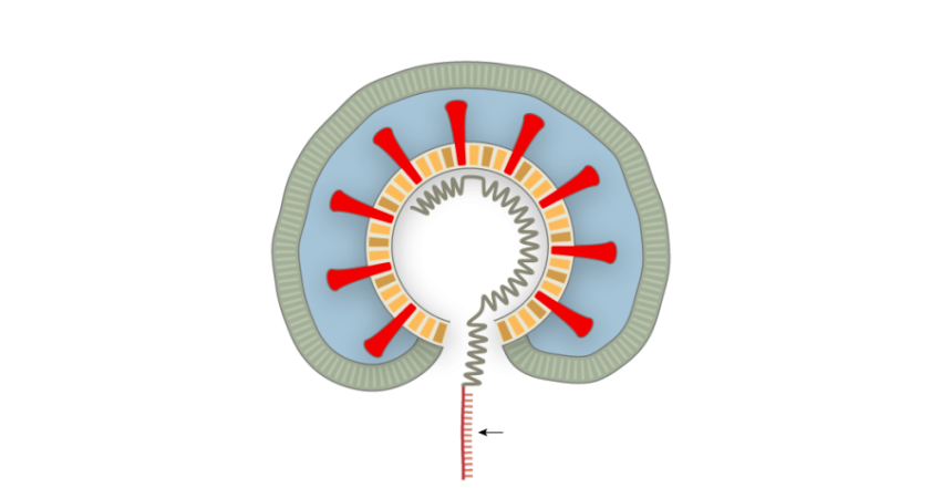 Stop Coronavirus PNG Watercolor Image Free Download