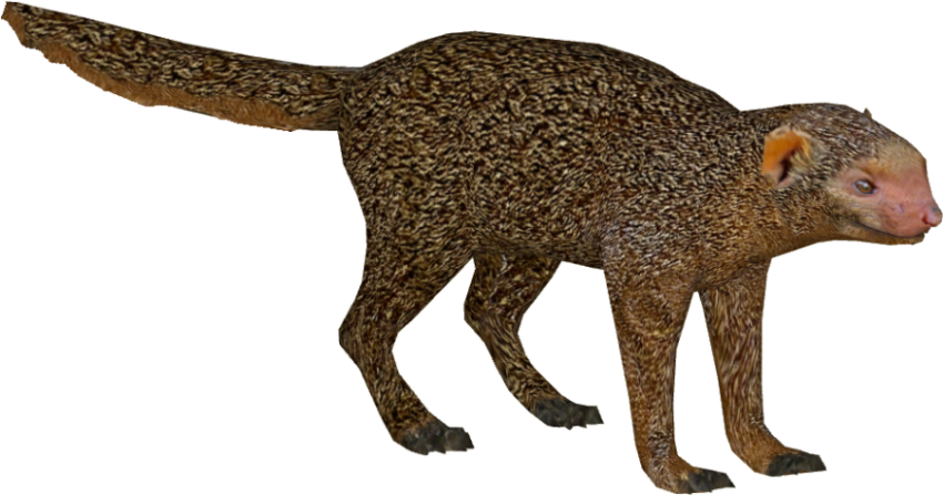 Mongoose PNG Image Free Transparent Background