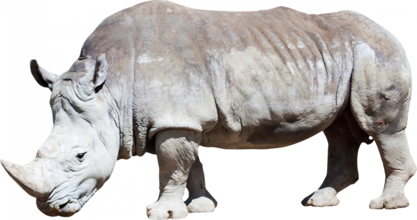 Transparent Illustration Animal On Rhinoceros PNG Download Free