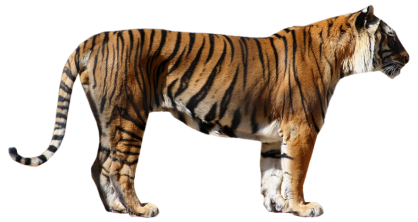 Tiger2 standing pose free download