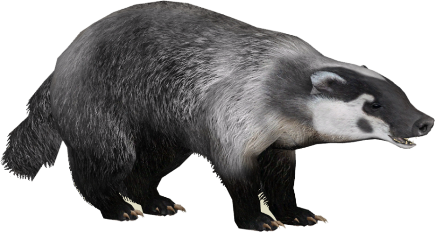 American Badger PNG Free Transparent Download