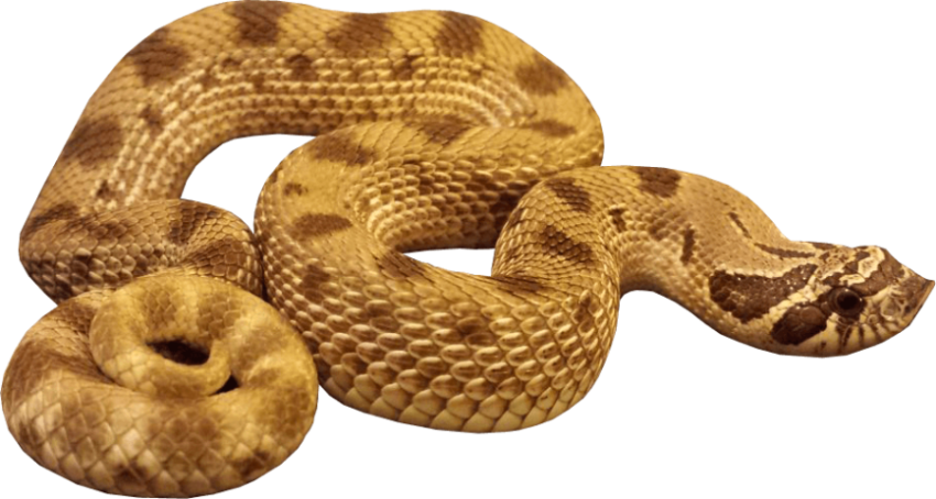 Snake Transparent Background Anaconda PNG Clipart Image Free Download